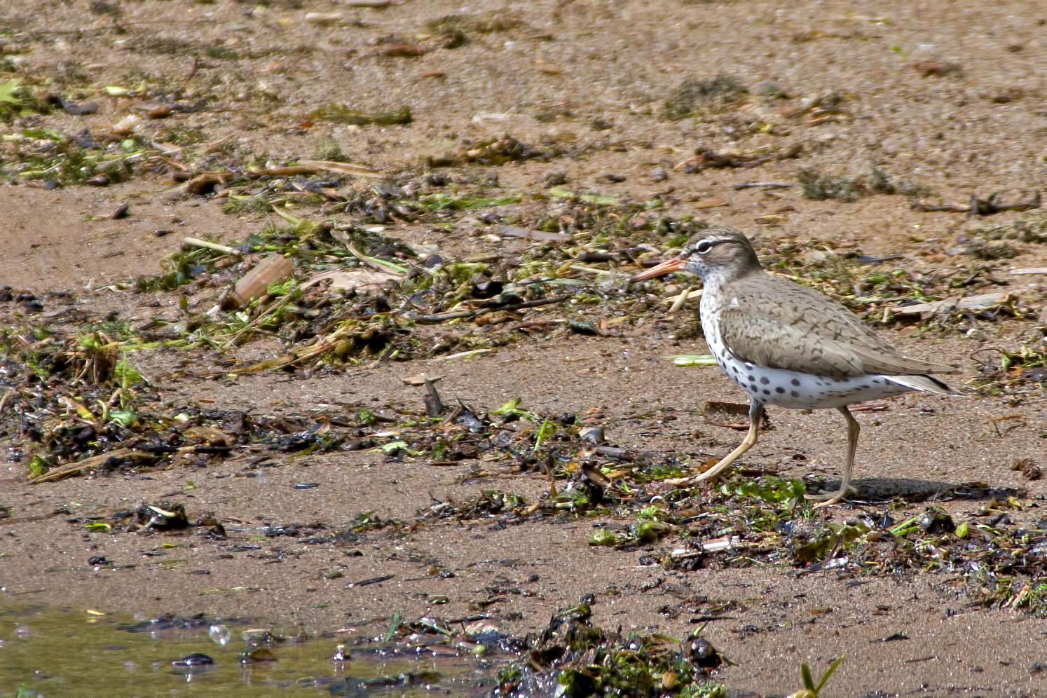 Spotted Sandpiper Photo by Rob Dickerson