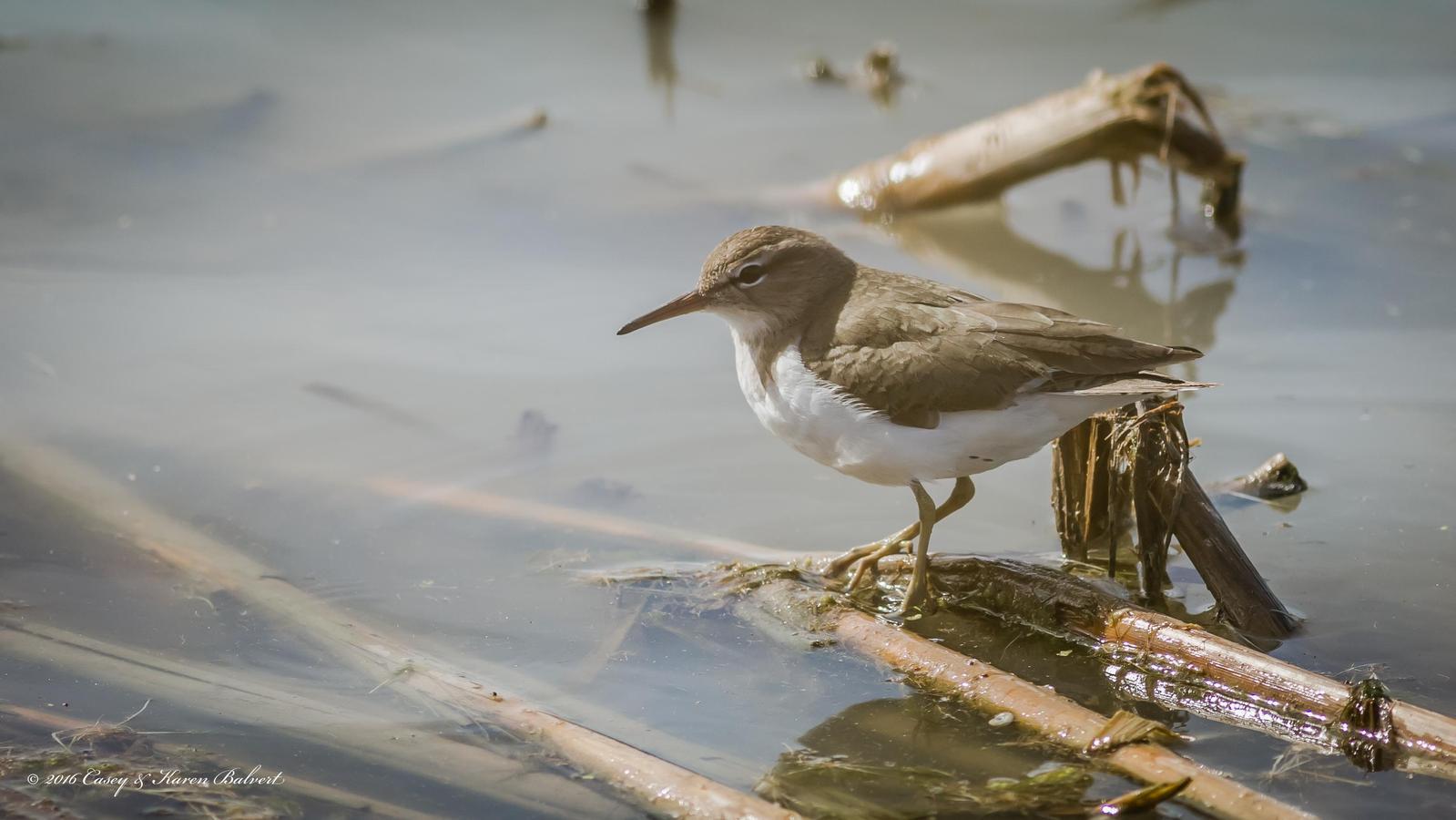 Spotted Sandpiper Photo by Casey Balvert