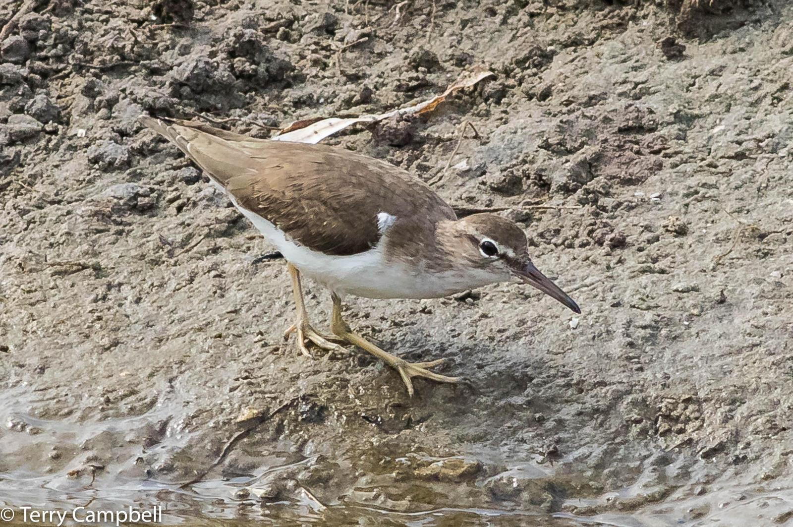 Spotted Sandpiper Photo by Terry Campbell