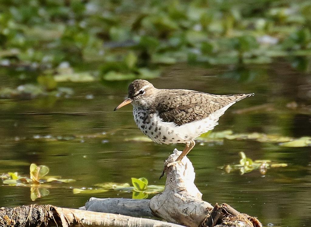 Spotted Sandpiper Photo by Vicki Miller