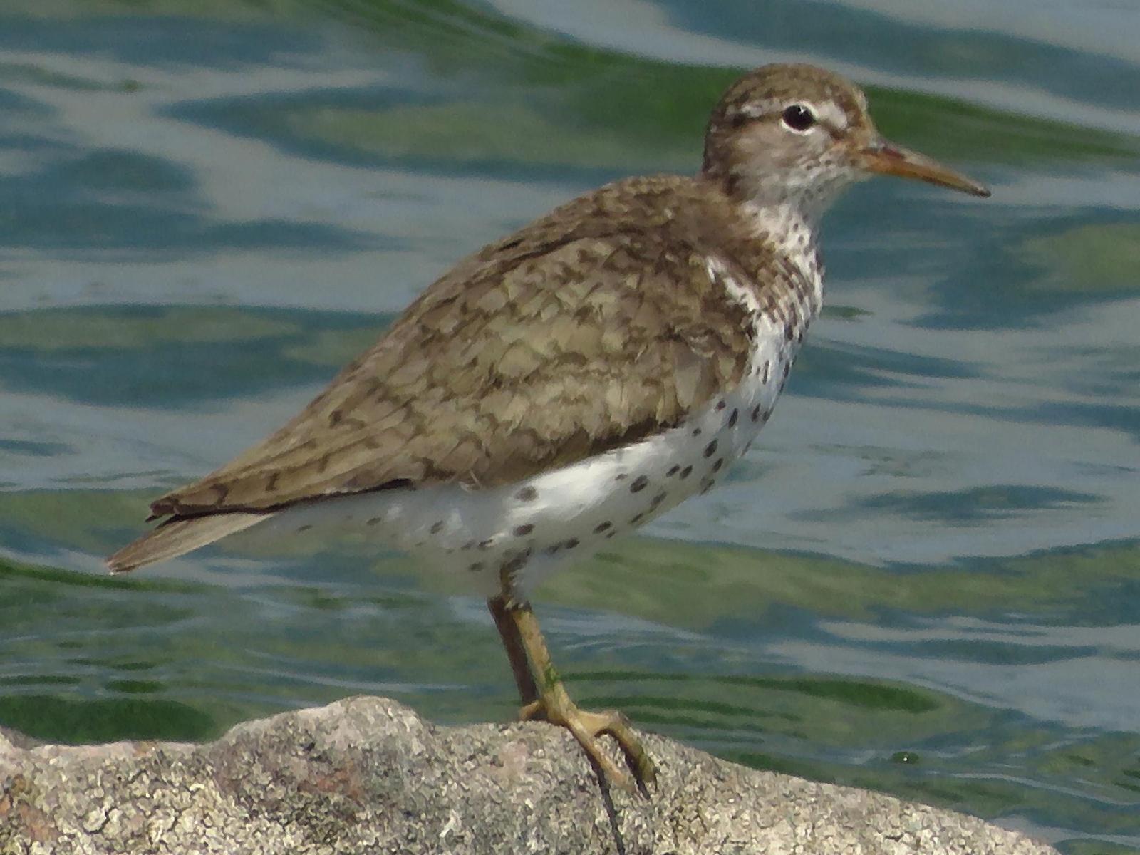 Spotted Sandpiper Photo by Bob Neugebauer