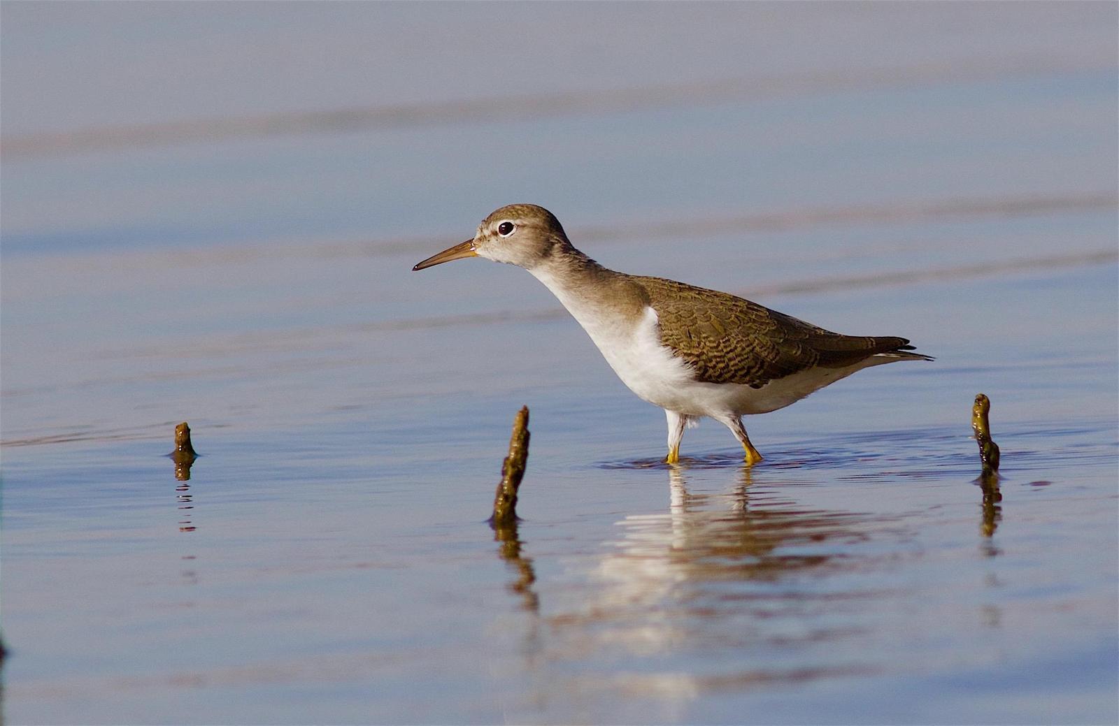 Spotted Sandpiper Photo by Kathryn Keith
