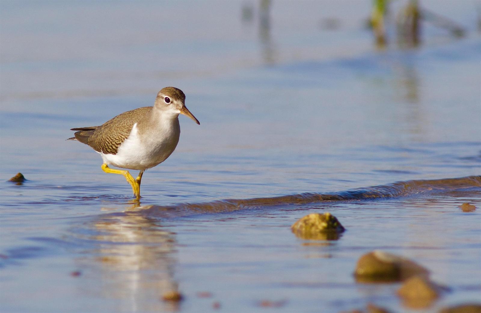 Spotted Sandpiper Photo by Kathryn Keith