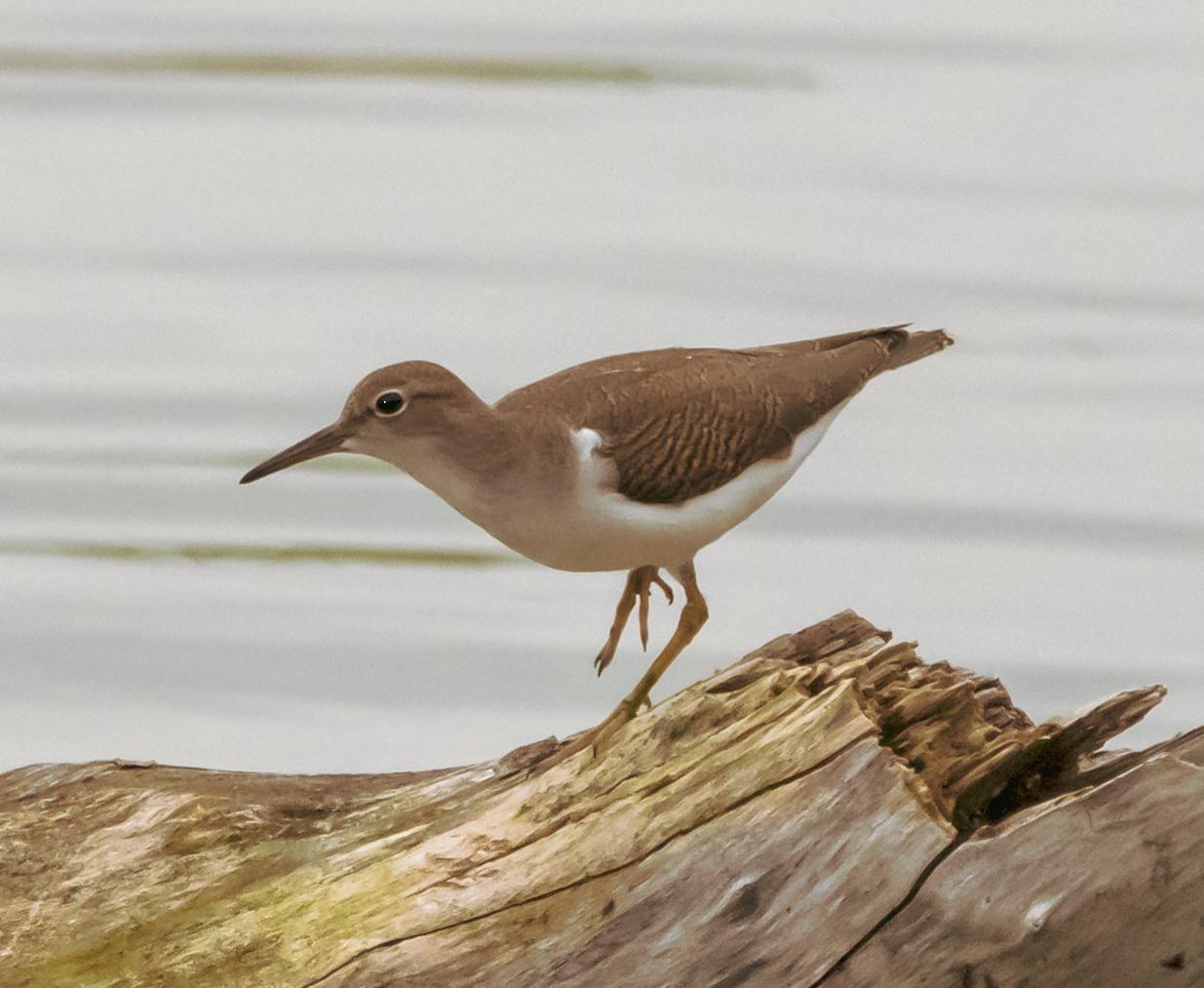 Spotted Sandpiper Photo by Tom Gannon