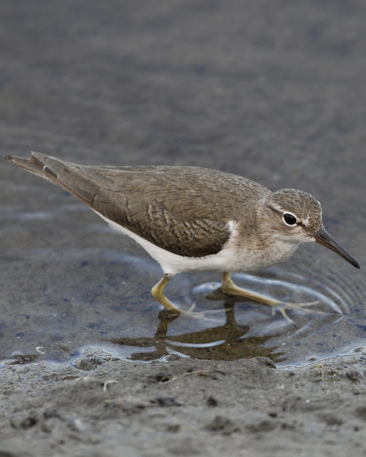 Spotted Sandpiper Photo by David Hollie