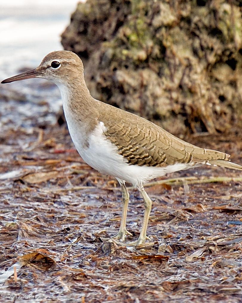 Spotted Sandpiper Photo by JC Knoll