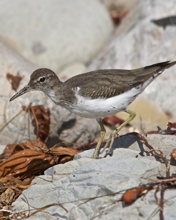 Spotted Sandpiper Photo by Denis Rivard