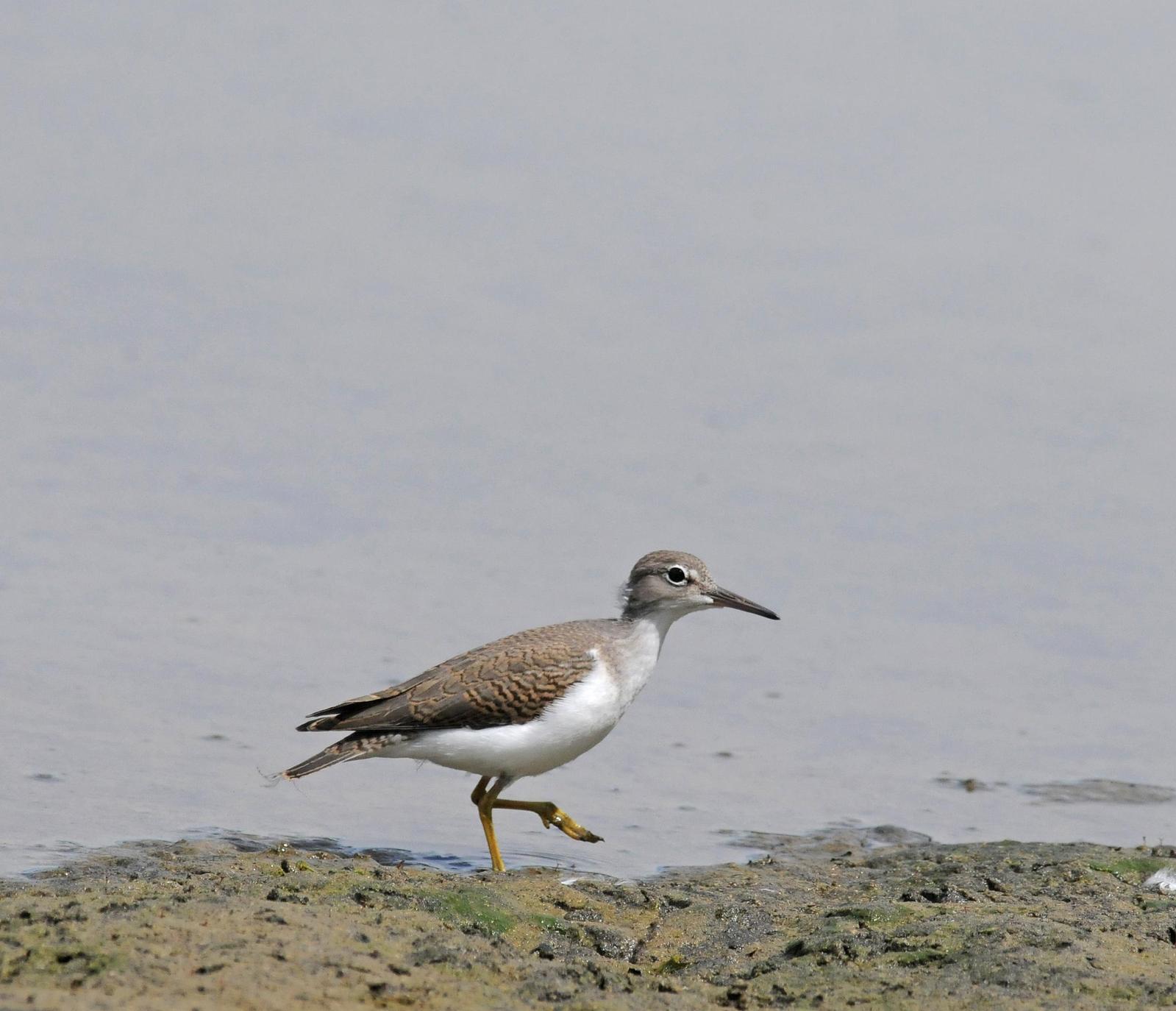 Spotted Sandpiper Photo by Steven Mlodinow