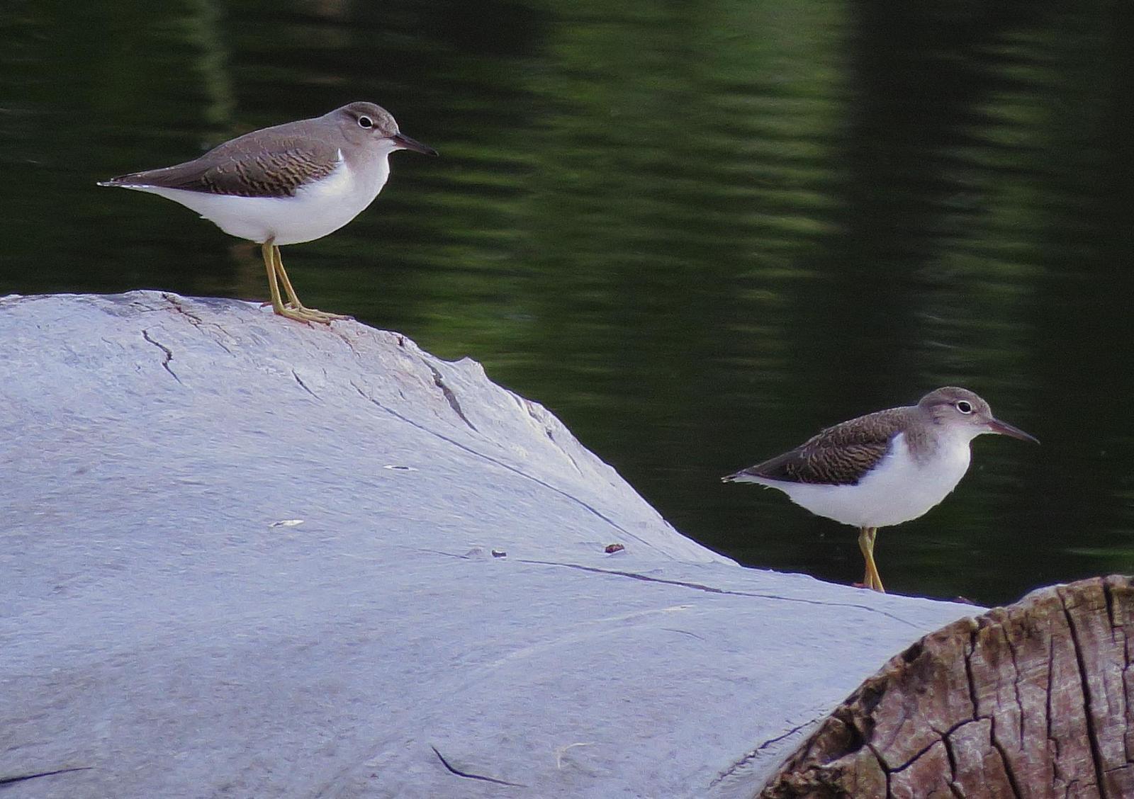 Spotted Sandpiper Photo by Kent Jensen