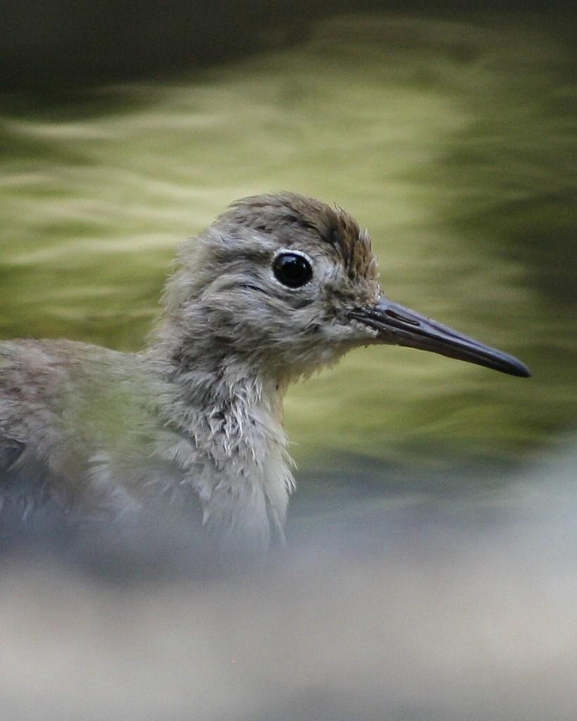 Spotted Sandpiper Photo by Oscar Johnson