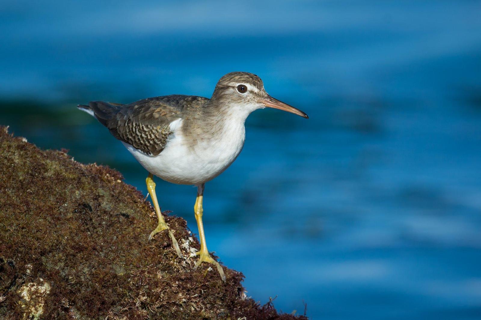 Spotted Sandpiper Photo by Jesse Hodges