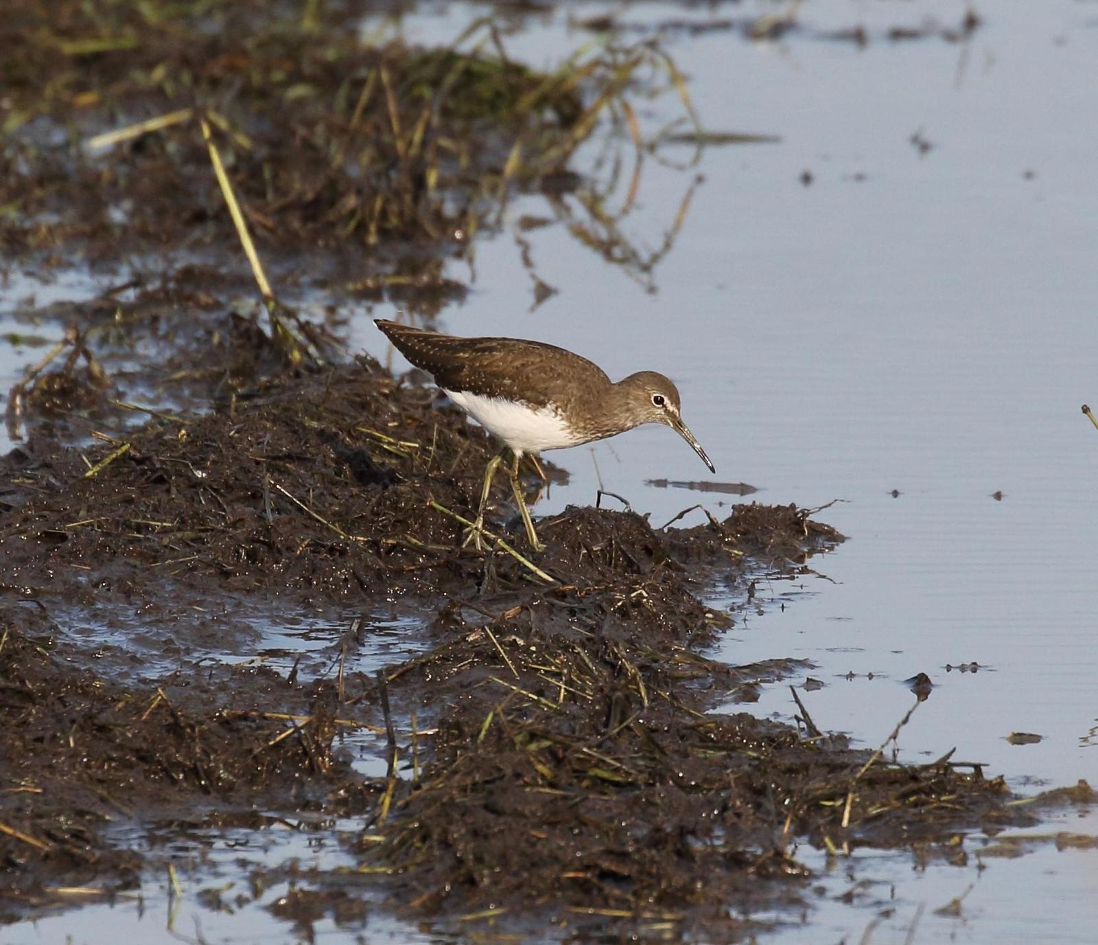 Green Sandpiper Photo by Nate Dias