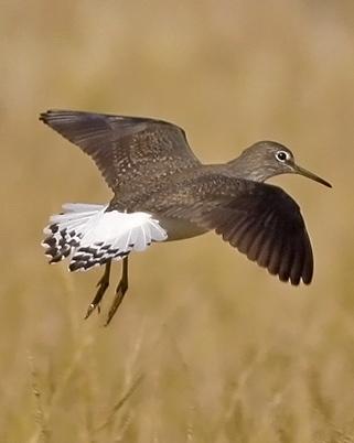 Green Sandpiper Photo by Stephen Daly