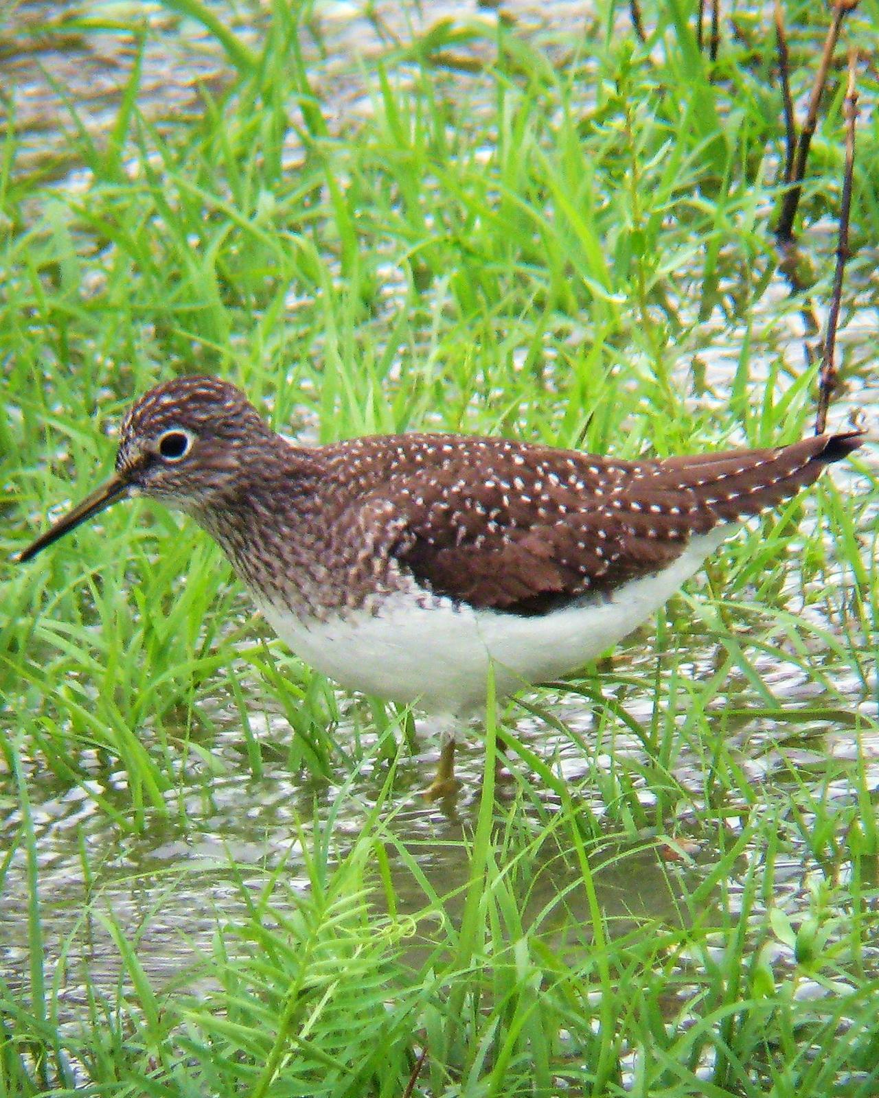 Solitary Sandpiper Photo by David Hollie
