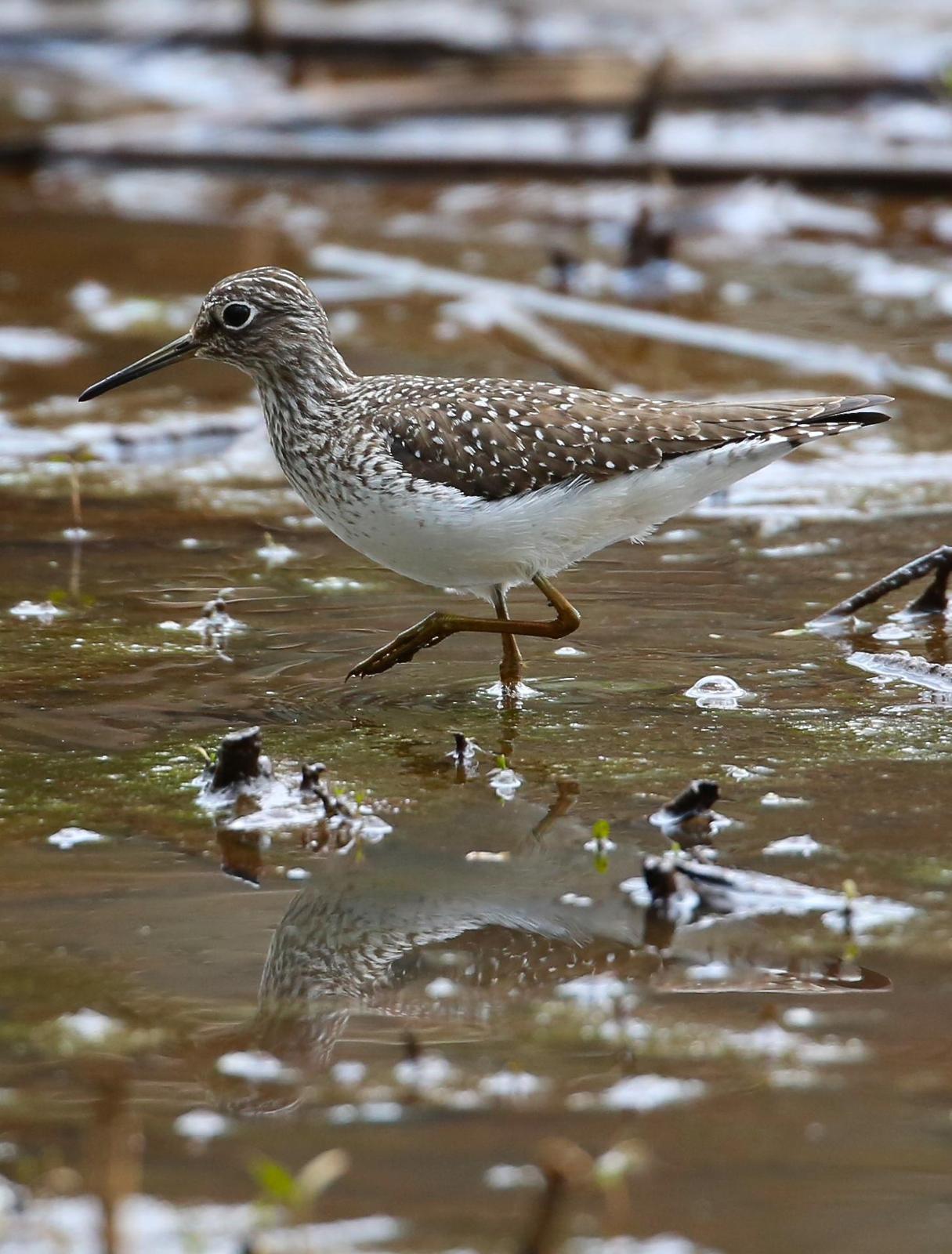 Solitary Sandpiper Photo by Lesley Roy