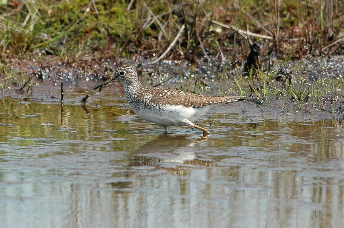 Solitary Sandpiper Photo by Tom Ford-Hutchinson