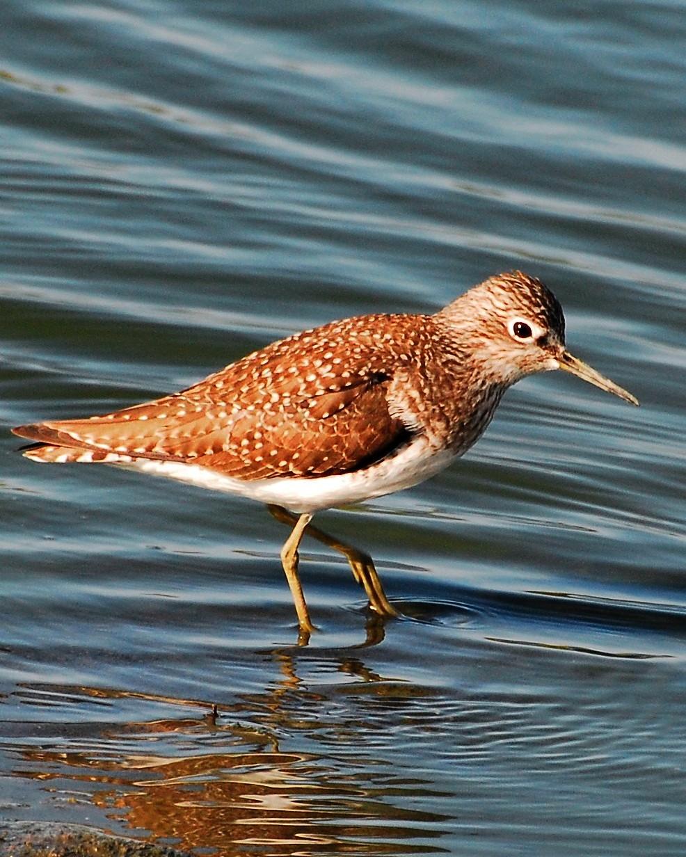 Solitary Sandpiper Photo by David Hollie