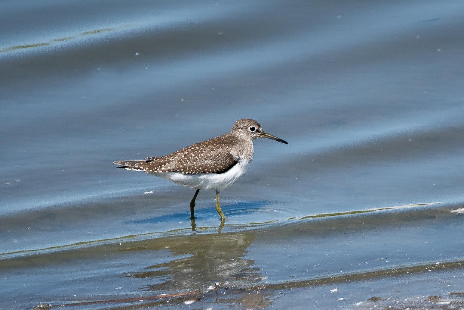 Solitary Sandpiper Photo by Gerald Hoekstra