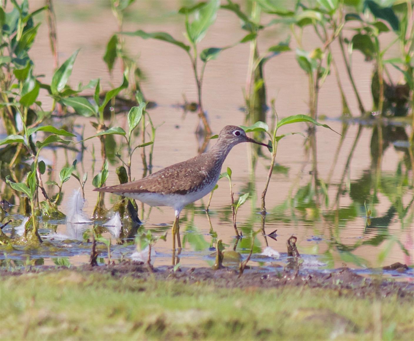 Solitary Sandpiper Photo by Kathryn Keith