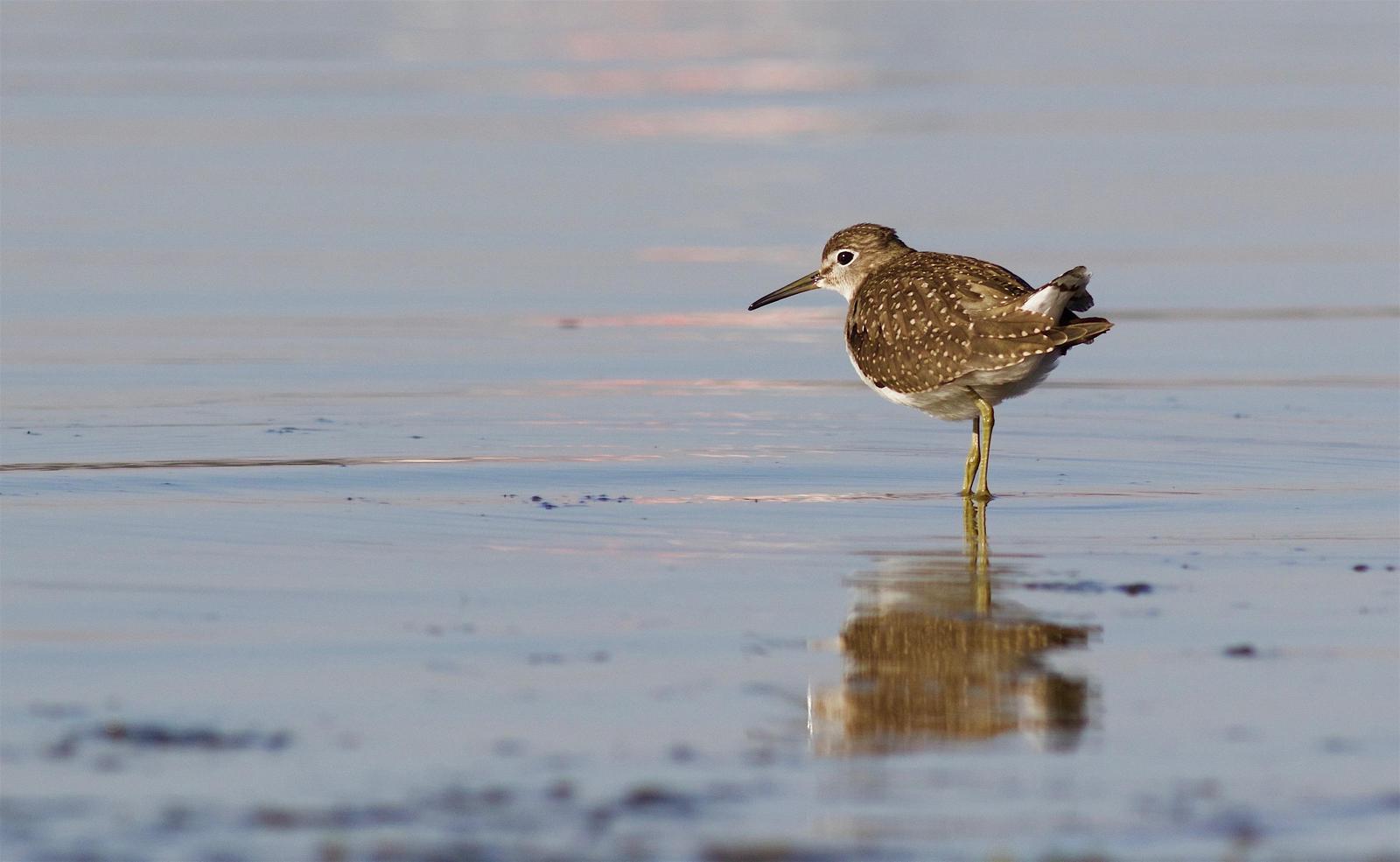 Solitary Sandpiper Photo by Kathryn Keith