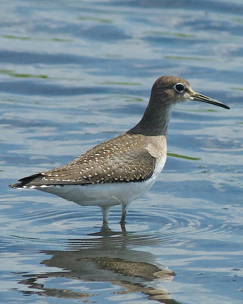 Solitary Sandpiper Photo by Gerald Hoekstra