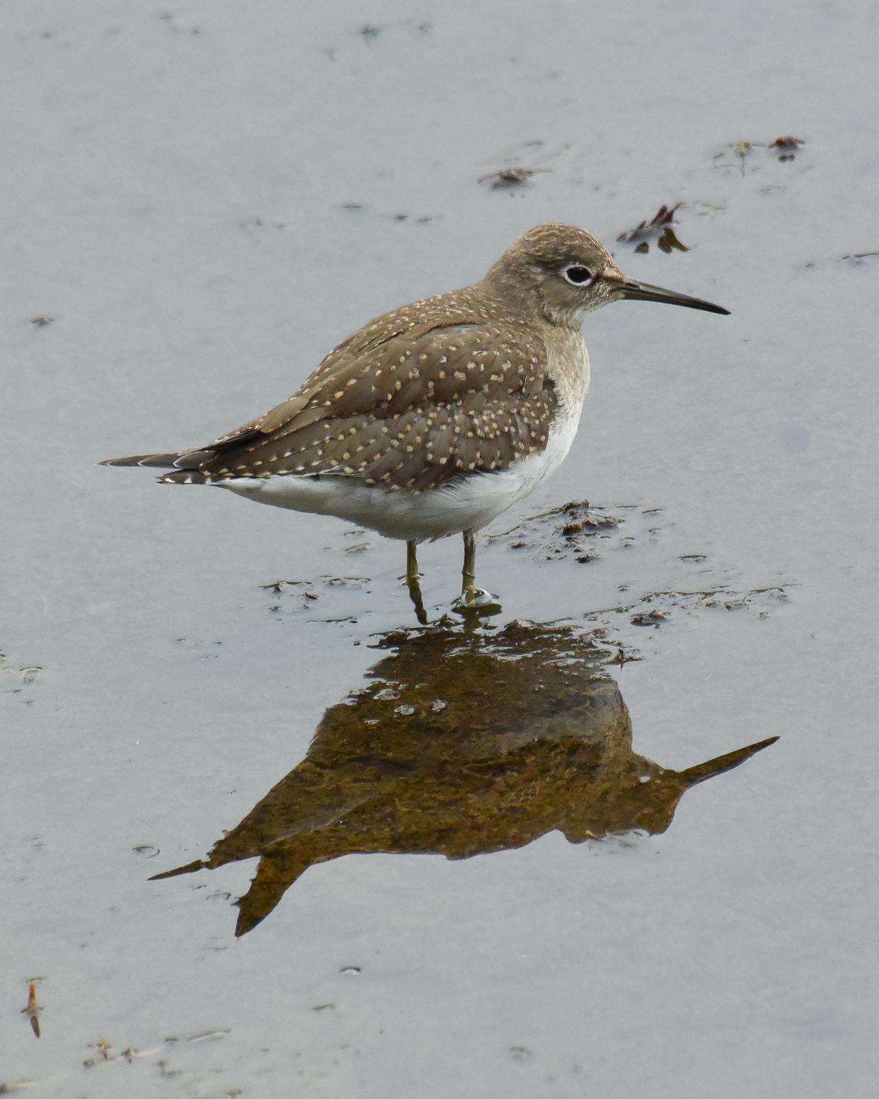 Solitary Sandpiper Photo by Emily Percival