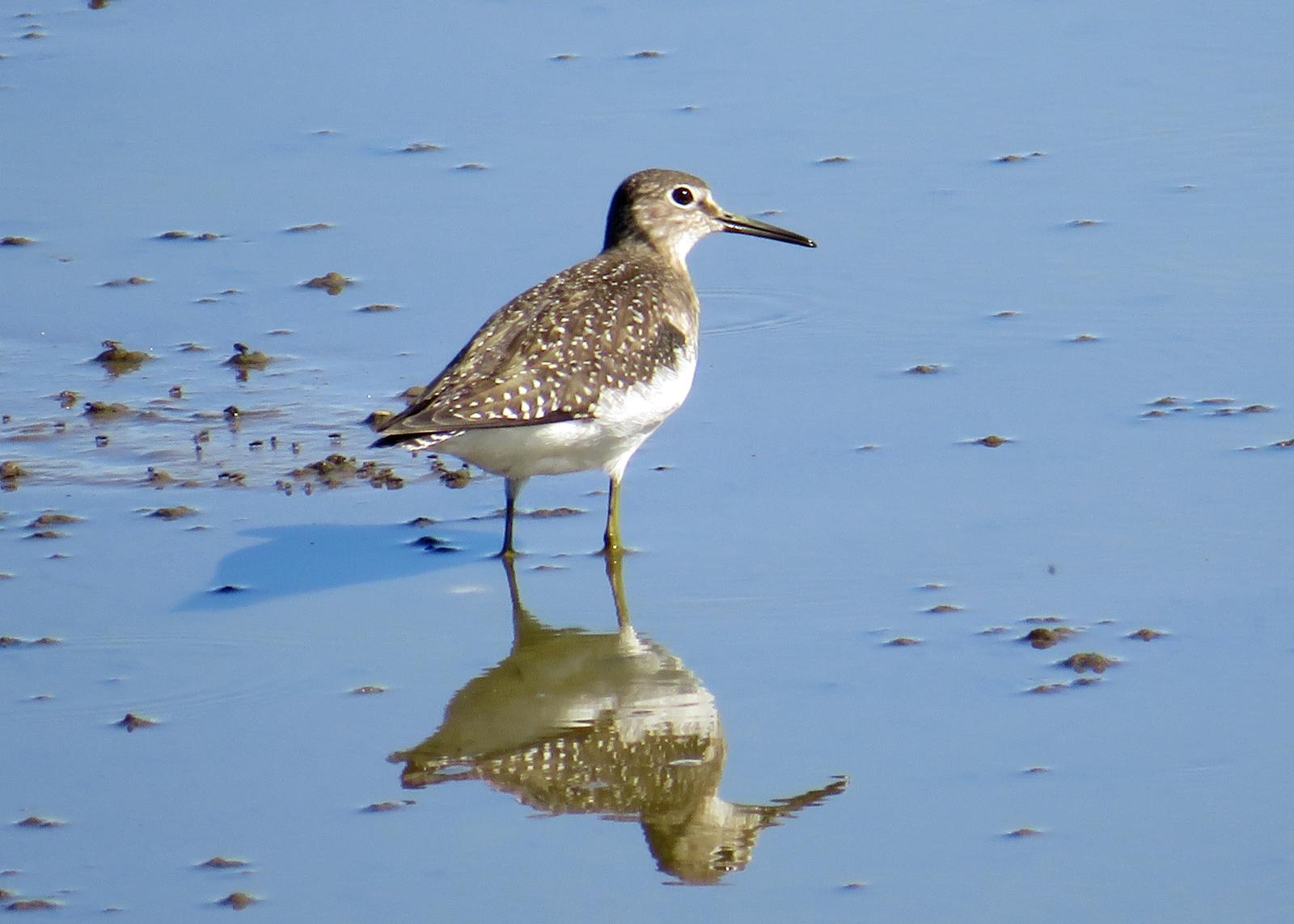 Solitary Sandpiper Photo by Jeff Harding