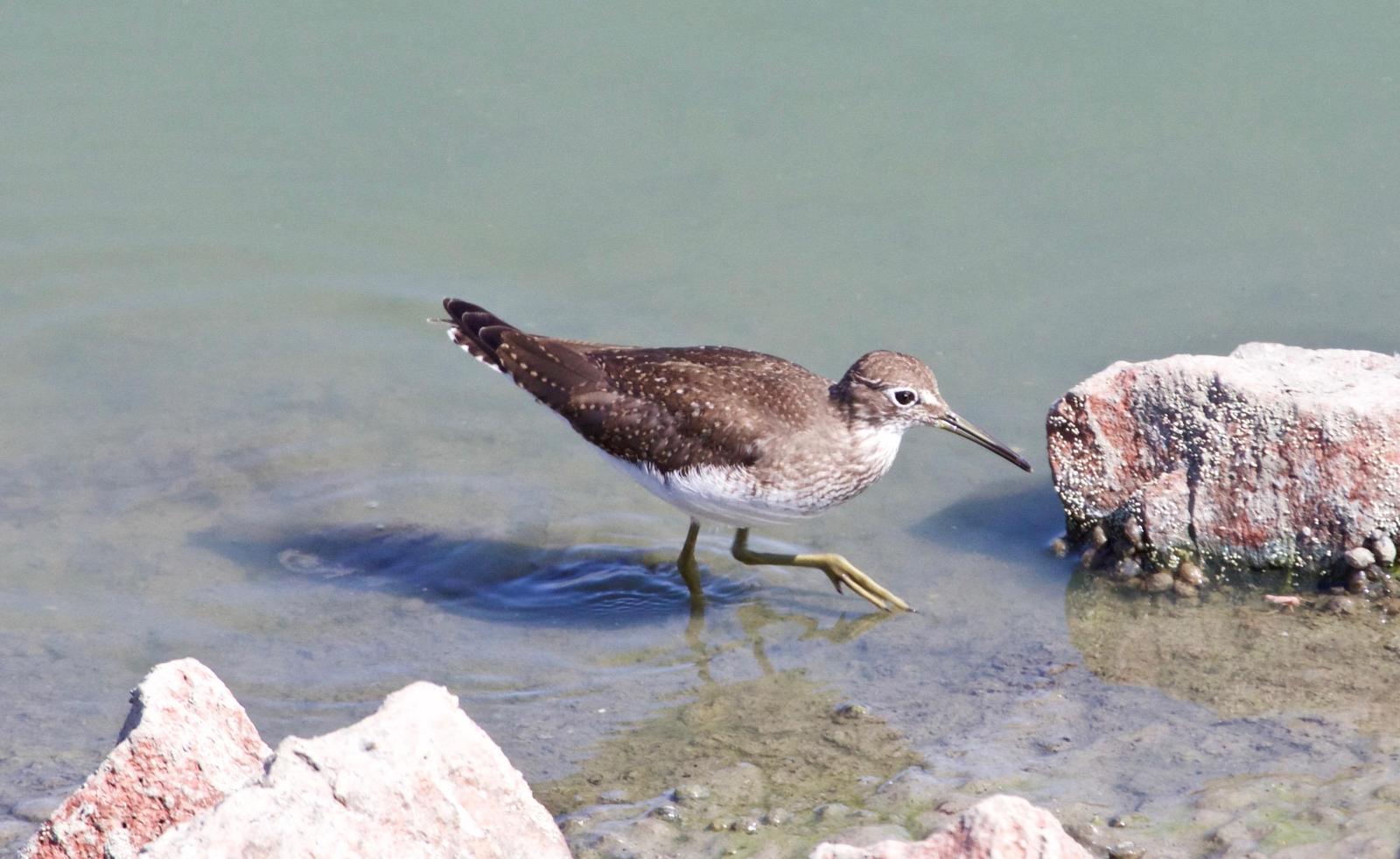Solitary Sandpiper Photo by Rob O'Donnell