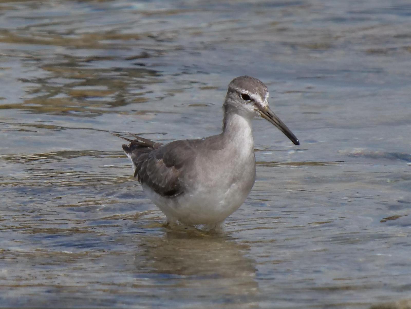 Gray-tailed Tattler Photo by Peter Lowe