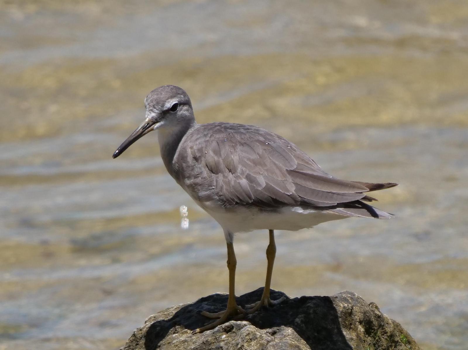 Gray-tailed Tattler Photo by Peter Lowe