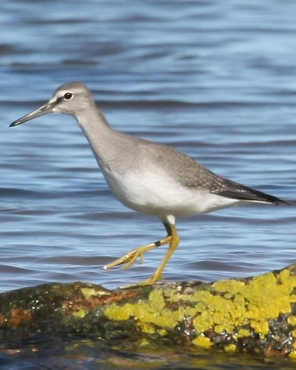 Gray-tailed Tattler Photo by Monte Taylor