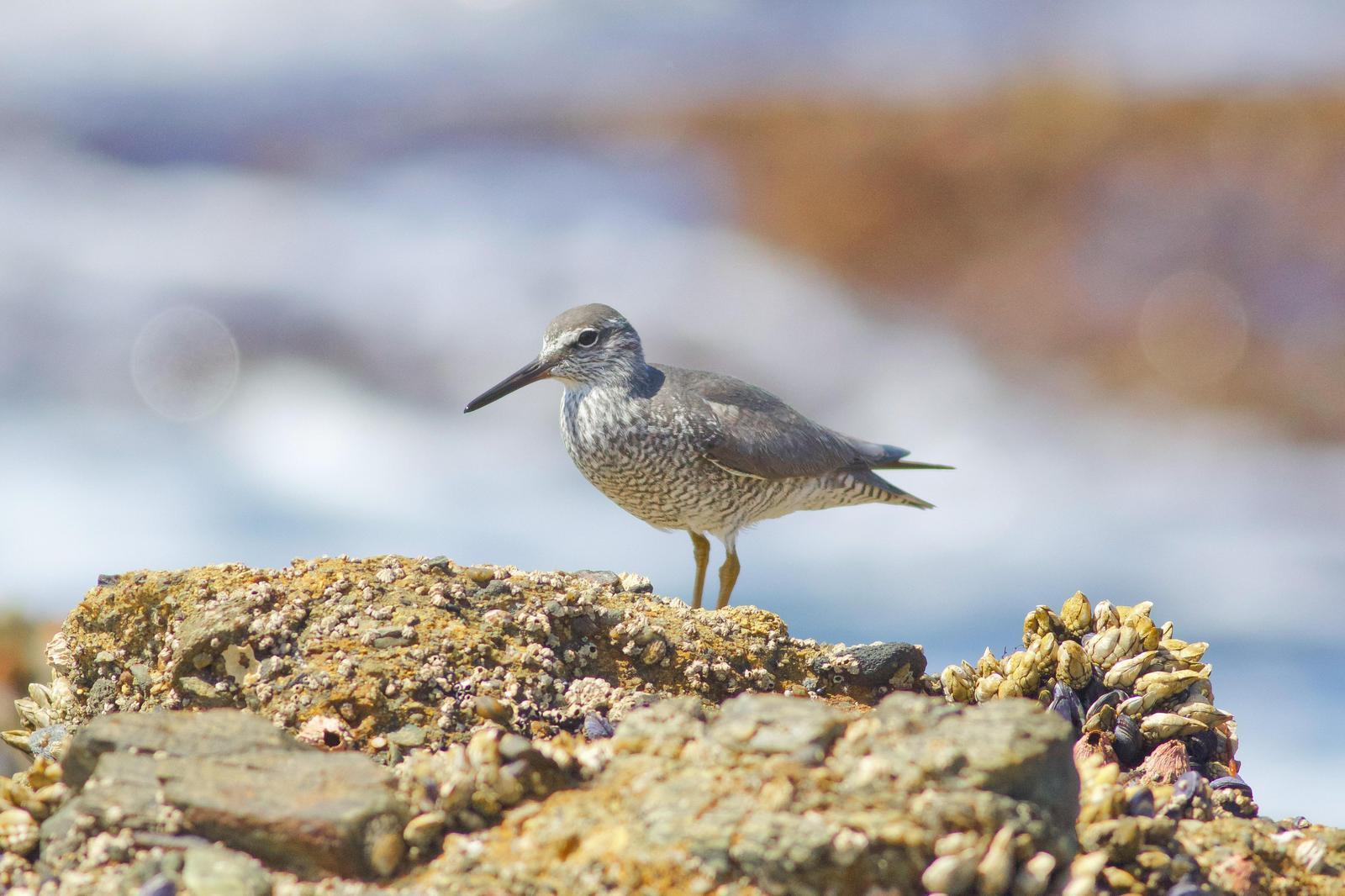 Wandering Tattler Photo by Tom Ford-Hutchinson