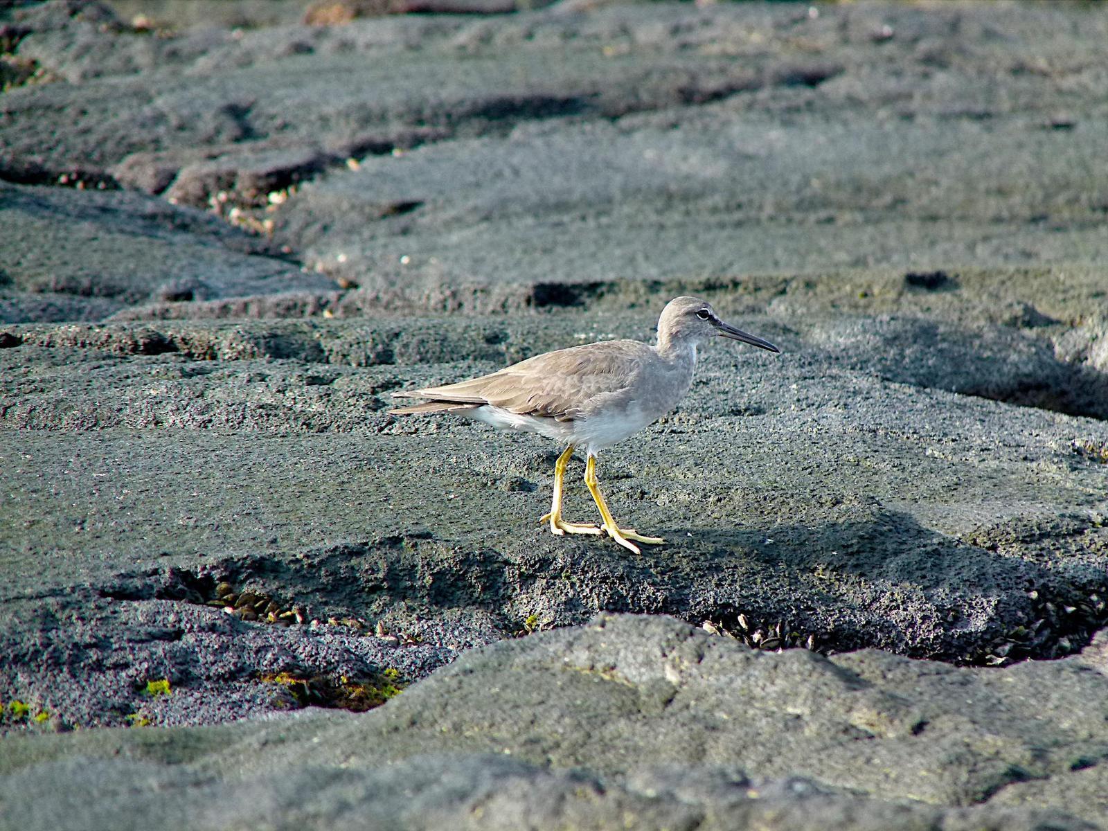 Wandering Tattler Photo by Brian Avent