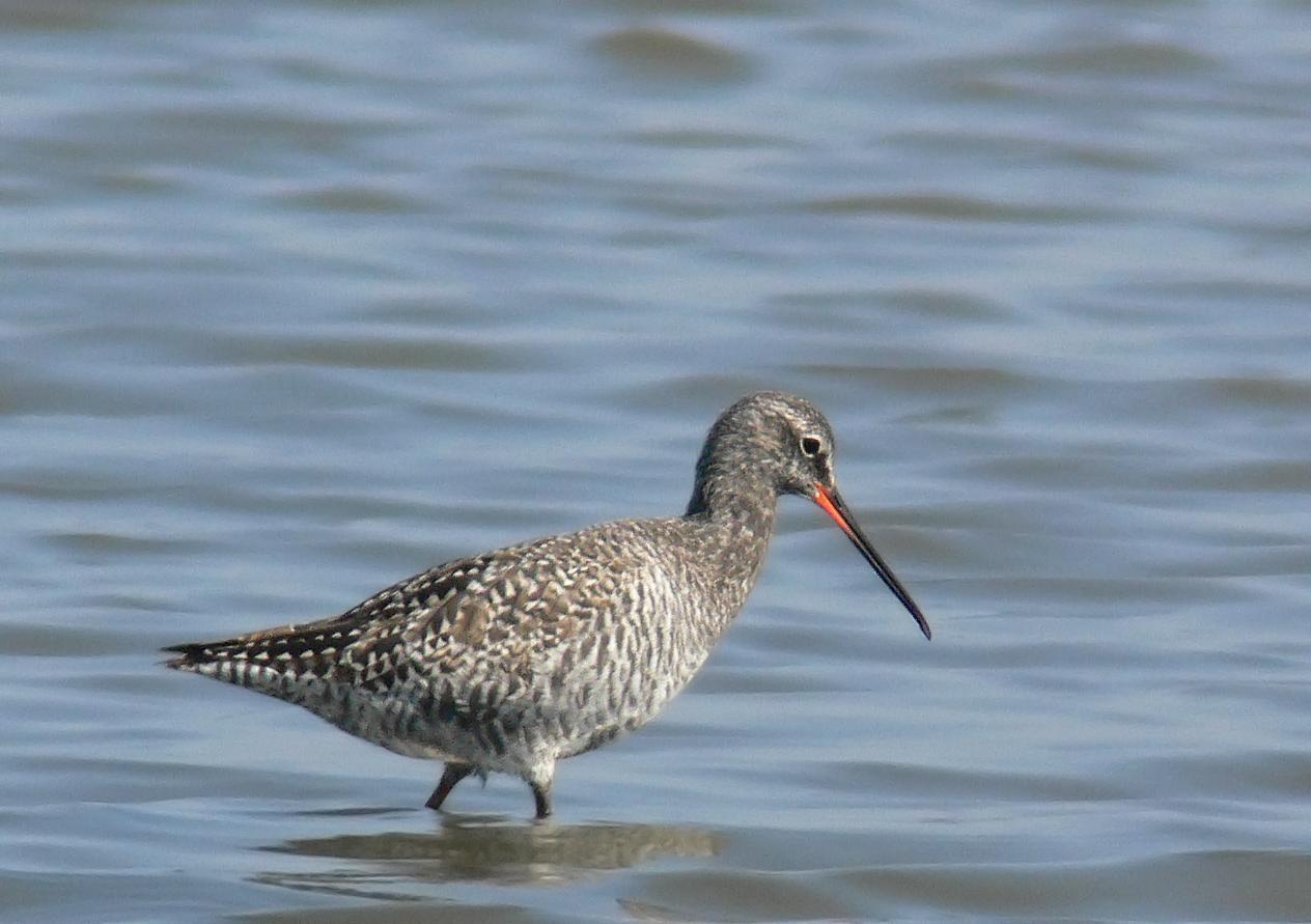 Spotted Redshank Photo by Steven Mlodinow