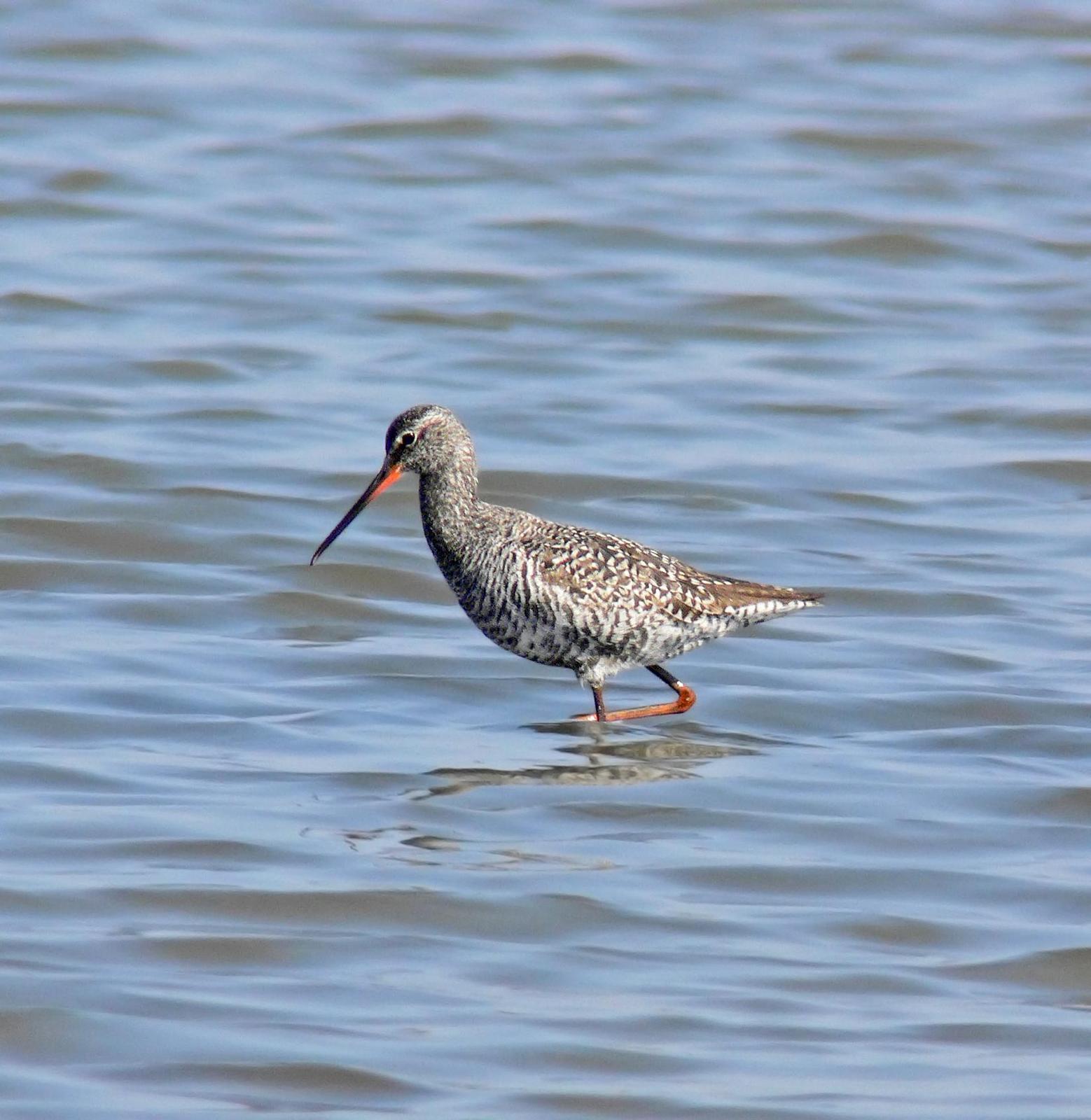 Spotted Redshank Photo by Steven Mlodinow