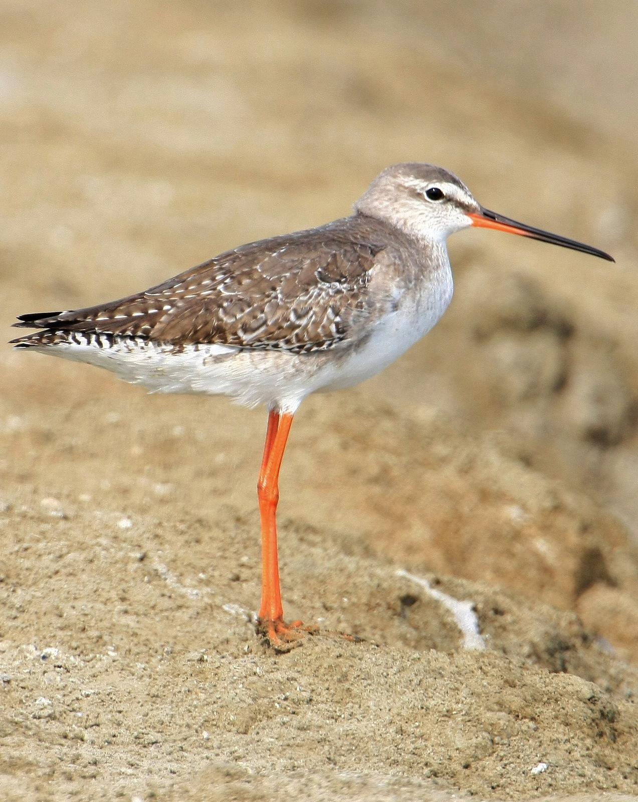 Spotted Redshank Photo by Monte Taylor