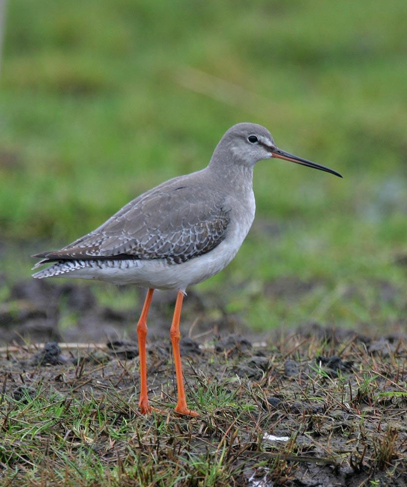 Spotted Redshank Photo by Peter Boesman