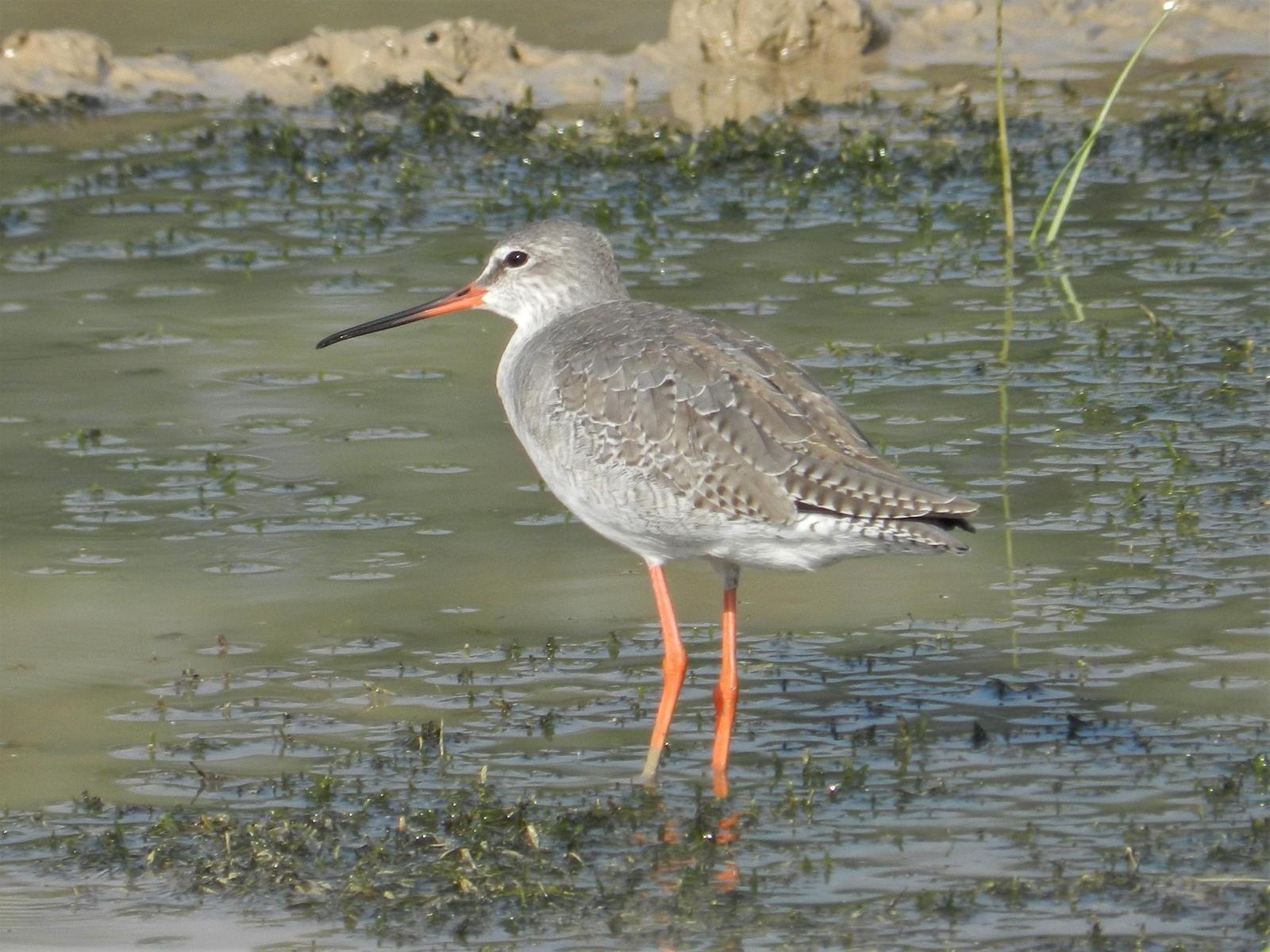 Spotted Redshank Photo by Richard Jeffers
