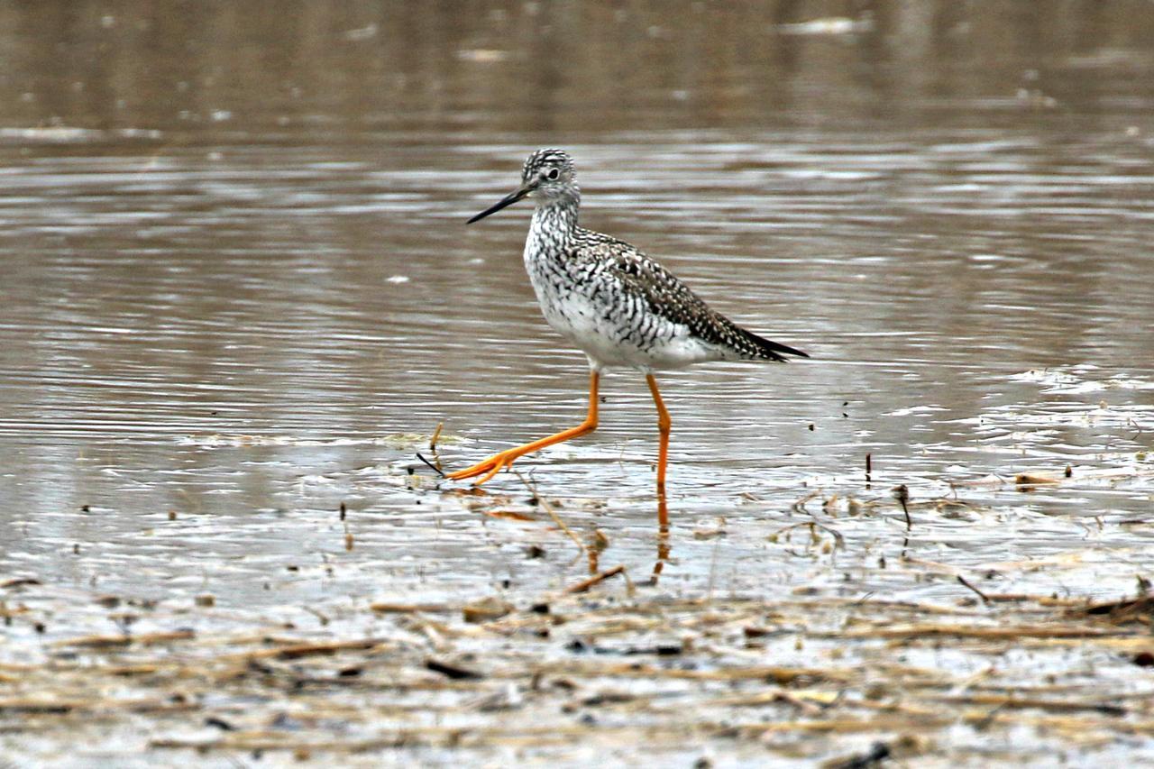 Greater Yellowlegs Photo by Ruth Morrissette