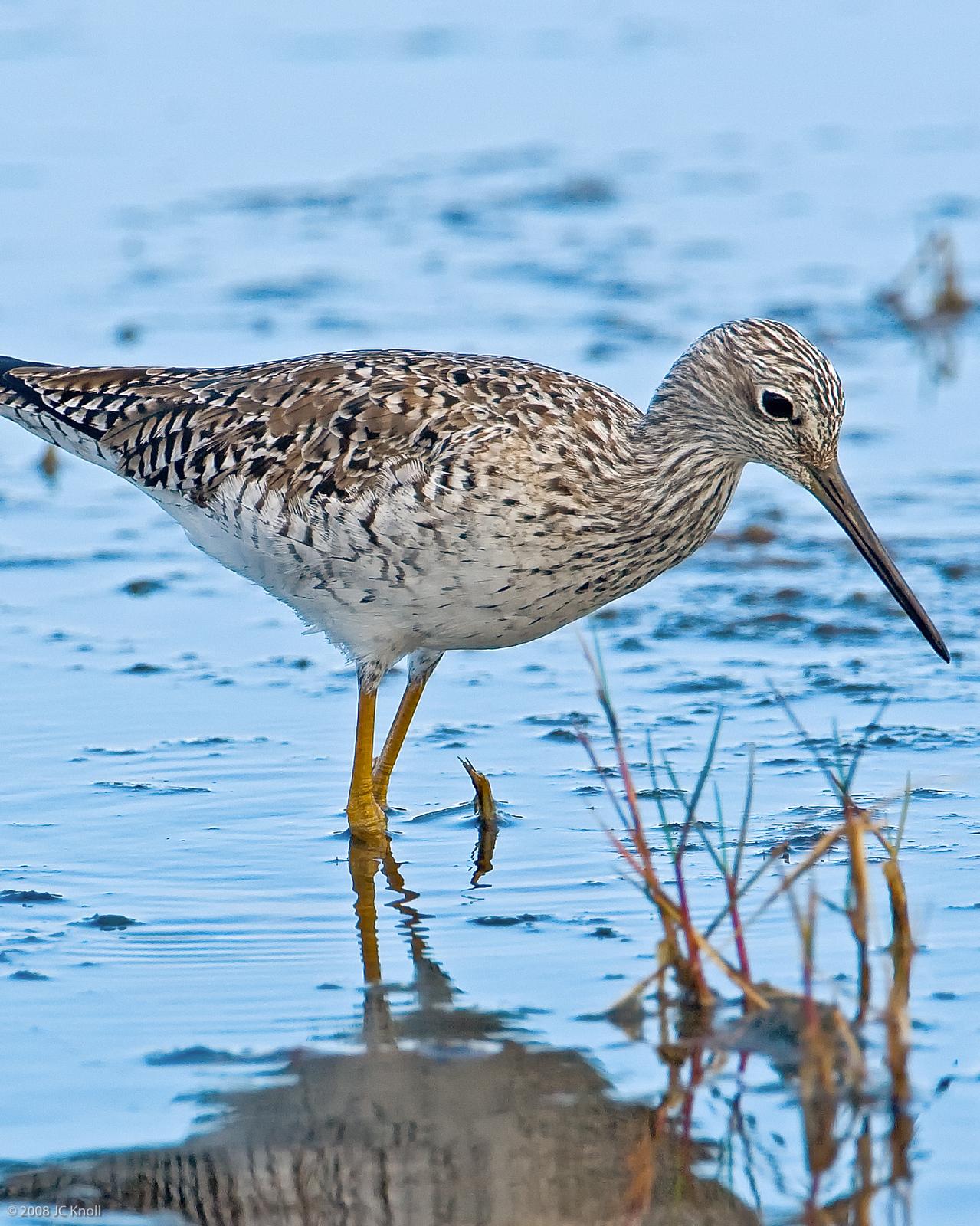Greater Yellowlegs Photo by JC Knoll