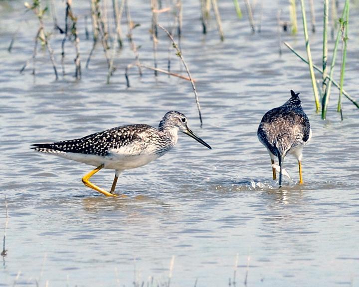 Greater Yellowlegs Photo by Jean-Pierre LaBrèche