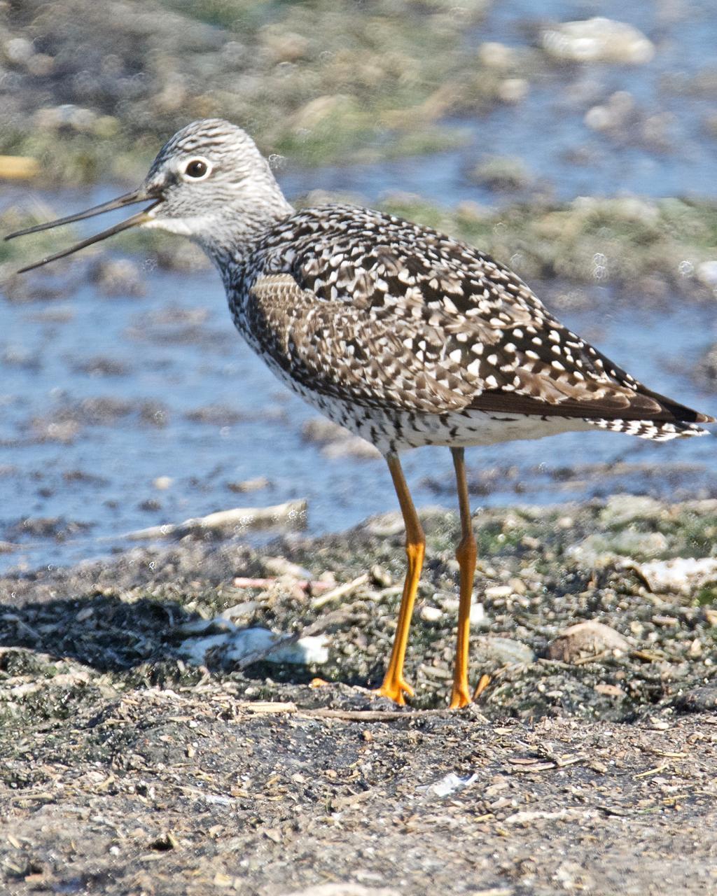 Greater Yellowlegs Photo by Brian Avent