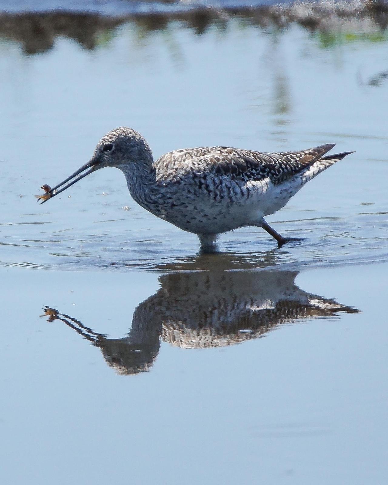 Greater Yellowlegs Photo by Emily Percival