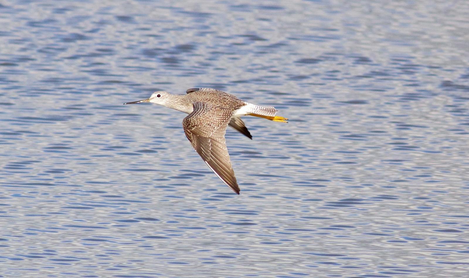 Greater Yellowlegs Photo by Kathryn Keith