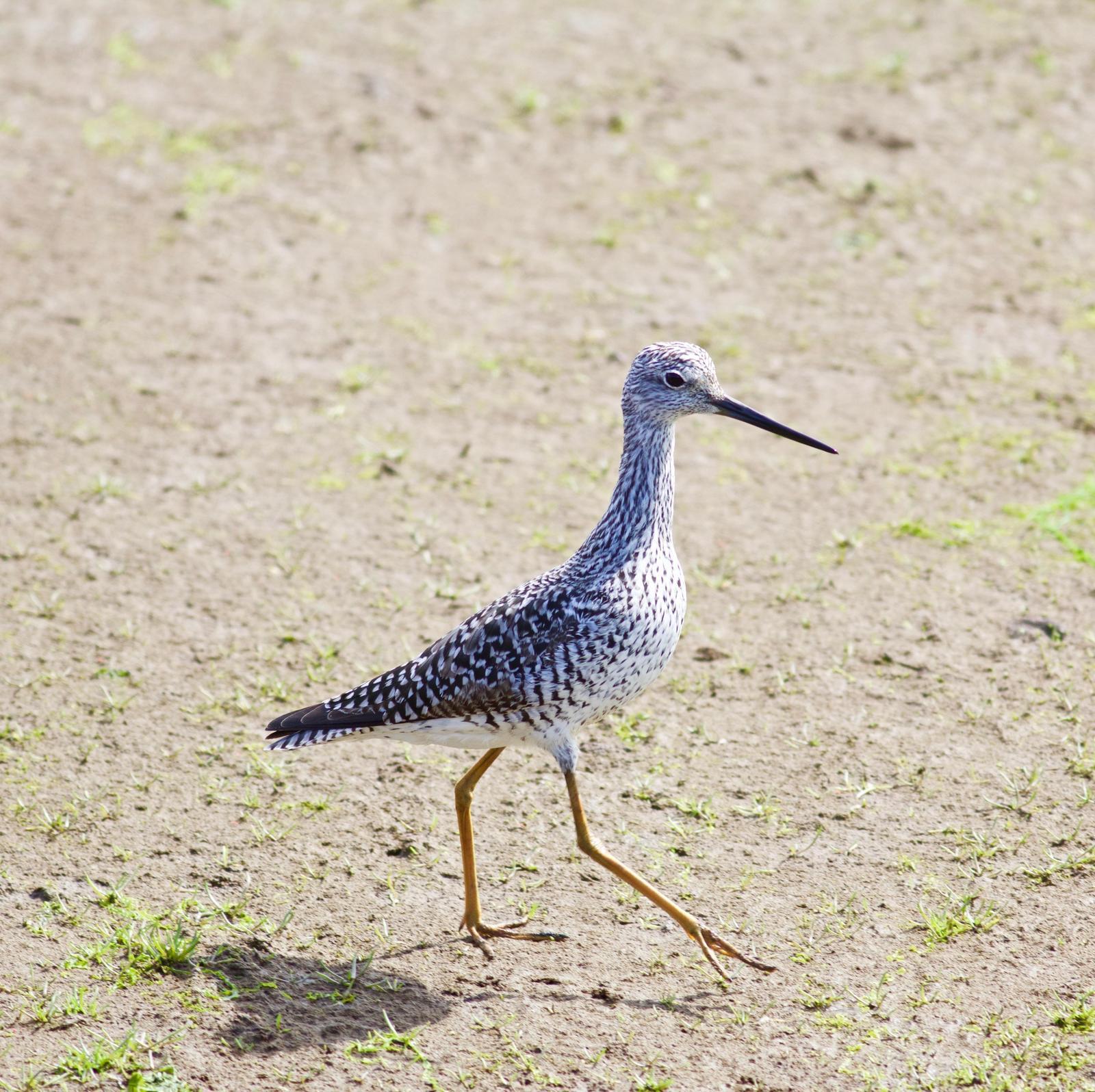 Greater Yellowlegs Photo by Kathryn Keith
