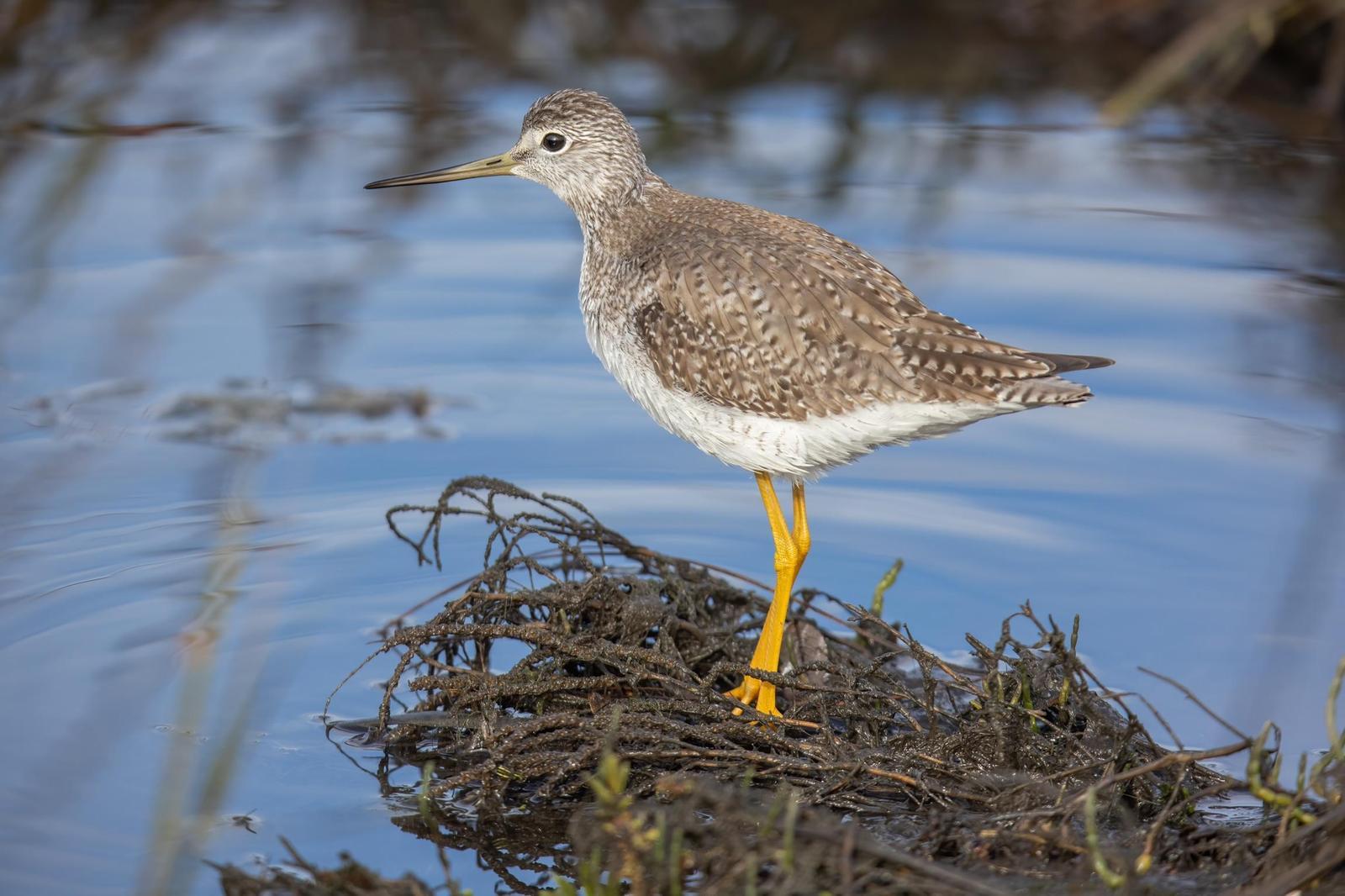 Greater Yellowlegs Photo by Tom Ford-Hutchinson