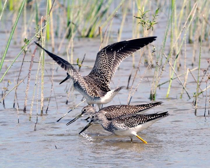 Greater Yellowlegs Photo by Jean-Pierre LaBrèche