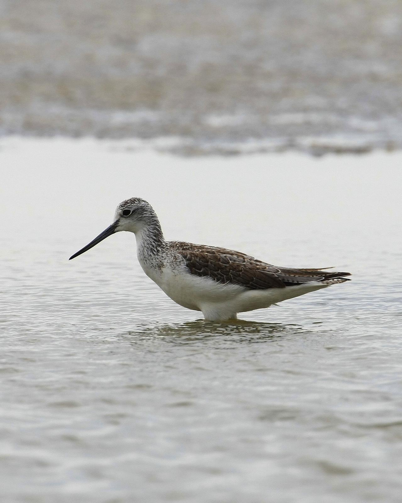 Common Greenshank Photo by Monte Taylor