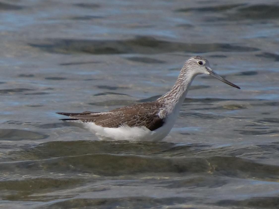 Common Greenshank Photo by Peter Lowe