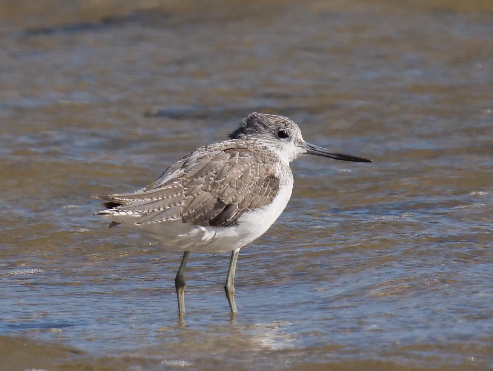 Common Greenshank Photo by Peter Lowe